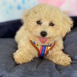 Apricot Bichoodle - Poochon Puppies/Bichon Frise//Younger Than Six Months,Sweet Bichon Frise X Mini poodle hypoallergenic first generation, Male puppies available.Mum (Bichon Frise) and Dad (Mini Poodle) both are approximately 6Kgs, DNA tested clear.Puppies come microchipped, wormed regularly, 1st vaccination, vet checked. Ready to rehome at 8 weeks old from 15/3/21.BIN0008551852867RPBA 3068