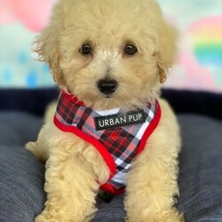 Apricot Bichoodle - Poochon Puppies/Bichon Frise//Younger Than Six Months,Sweet Bichon Frise X Mini poodle hypoallergenic first generation, Male puppies available.Mum (Bichon Frise) and Dad (Mini Poodle) both are approximately 6Kgs, DNA tested clear.Puppies come microchipped, wormed regularly, 1st vaccination, vet checked. Ready to rehome at 8 weeks old from 15/3/21.BIN0008551852867RPBA 3068