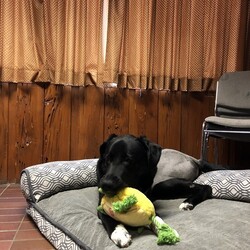 Adopt a dog:Ollie/Black Labrador Retriever/Male/Young,LAB MIX - 72 LBS - BORN JANUARY 2019

OLLIE ARRIVED AFTER BEING HIT BY A CAR; HE NEEDED SURGERY TO REPAIR HIS BROKEN PELVIS. WHEN X-RAYS WERE DONE, WE ALSO DISCOVERED HE HAD BAD HIP DYSPLASIA AND ONCE HE RECOVERED FROM HIS FIRST SURGERY, HE HAD SURGERY ON THE HIP THAT WAS THE MOST CRITICAL. THIS CAUSED OLLIE TO SPEND A LOT OF HIS PUPPY TIME IN RECOVERY.
OLLIE IS A PUPPY AT HEART. YOU CAN OFTEN CATCH HIM CHASING HIS TAIL OR TOSSING AROUND TOYS IN THE YARD. HE IS VERY SMART & LOVES TO LEARN & DO OBIENCE WORK. SOMETIMES HE GETS TOO EXCITED & NEEDS AN EXPERIENCED HUMAN WHO CAN REDIRECT HIM. WE HAVE LEARNED THAT HE IS A LITTLE TOO VOCAL TO LIVE IN AN APARTMENT/TOWNHOUSE; HE WOULD DO BEST IN A HOME WITH A FENCED YARD, NO SMALL CHILDREN & ANOTHER DOGGY SIBLING WHO WOULD PLAY WITH HIM.