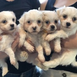Adopt a dog:Maltese Puppies Ready Now!/Maltese//Younger Than Six Months,Gorgeous Maltese Puppies Ready now for theirnew homes. Fed premium food groomed regularlyand well socialised and wormed every two weeks.Toilet training has started and they will come microchipped, Vaccinated and vet checked.Will only be small in size with weights ranging between 800g-1.2kgsRegistered with Qld Dog Breeders CRM02718090009071392281 RPBA0271Please no time wasters or photo collectors serious buyers only will be responded to.Price- Males $2700Females $3100Delivery can be arranged. Please message which puppy your interested in and a contact number thanks.Maltese Shihtzu Poodle Cavoodle Shoodle Moodle