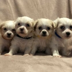 Adopt a dog:Maltese Puppies Ready Now!/Maltese//Younger Than Six Months,Gorgeous Maltese Puppies Ready now for theirnew homes. Fed premium food groomed regularlyand well socialised and wormed every two weeks.Toilet training has started and they will come microchipped, Vaccinated and vet checked.Will only be small in size with weights ranging between 800g-1.2kgsRegistered with Qld Dog Breeders CRM02718090009071392281 RPBA0271Please no time wasters or photo collectors serious buyers only will be responded to.Price- Males $2700Females $3100Delivery can be arranged. Please message which puppy your interested in and a contact number thanks.Maltese Shihtzu Poodle Cavoodle Shoodle Moodle