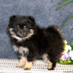 Cozy/Female /Female /Pomeranian Puppy,Here comes Cozy! This darling Pomeranian puppy is full of life and can’t wait to be your new best friend. Cozy is family raised and both of her parents are beloved pets. She is vet checked and up to date on shots and wormer. She can also be registered with the ACA and comes with a six month genetic health guarantee provided by the breeder! To welcome this perfect pooch into your home please contact Ben & Anna today.