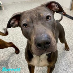 Barrett/Pit Bull Terrier/Male/Adult Adopt a dog:Barrett/Pit Bull Terrier/Male/Adult,