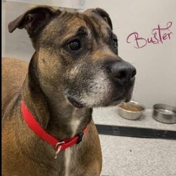Buster/Terrier/Male/Adult Adopt a dog:Buster/Terrier/Male/Adult,