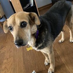 Molly/Mixed Breed/Female/Adult Adopt a dog:Molly/Mixed Breed/Female/Adult,Hi, I'm Molly! I am a sweet, shy girl, but once I am comfortable I love being with you. New things and loud noises are scary to me and I tend to shut down. Being on a leash makes me nervous, so a house with a fence is required. I am house trained and will let you know when I need to go out. I am living with cats and I ignore them. Young kids would be too much for me right now but I do great with the older kids in my house. If you are looking for a quiet, sweet girl who loves being with her favorite people, then I am the girl for you.
If interested in meeting me, please apply at: AHeinz57.com