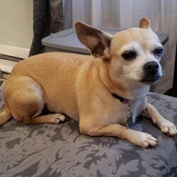 Adopt a dog:Luna/Chihuahua/Female/Senior,Hi I'm Luna and I'm an 11 year old chihuahua. I do tend to sleep quite a bit, if you were an 11 year old dog you would be sleeping quite a bit too. I am housebroken and know you are supposed to do your business outside. I will tell you this, I'm not a huge fan of traveling or thunderstorms. I will cuddle and snuggle on my own terms. I love to be with my person and will follow them around. I'm looking for a home to live out my golden years so young children are probably not ideal. I've been around some of the cats here at the shelter and really don't mind them. I'd need to meet any other dogs that might be in the home I am considering living in. Fill out an application at animalrescueofcarroll.org.