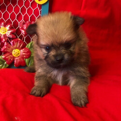 Zyler/Pomeranian/Male/,Meet Zyler! He is as handsome and loving as they come. Zyler will be sure to win your heart over with just one look. This little pup is always up for anything. He loves to play with toys. When he is all done with playtime, he will be the first one to curl right up to you for a good, old afternoon nap. Zyler will be coming home to you up to date on his vaccinations and will have a full head to tail checkup. Don't miss out on this lovable, handsome boy. He will surely be the perfect puppy addition to your family!