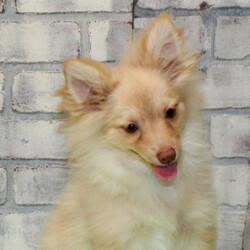 Samson/Pomeranian/Male/,Hi, my name is Samson. I am so anxious to meet my new forever family. Would that be with you? I sure hope so. I am a gorgeous puppy with a personality to match. I am also up to date on my vaccinations and vet checked from head to tail, so when you see me, I will be as healthy as can be. What are you waiting for, I know I will be the best friend you have dreamed of?