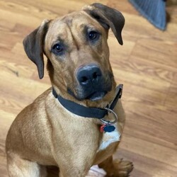 Whiskey/Shepherd/Male/Young Adopt a dog:Whiskey/Shepherd/Male/Young,