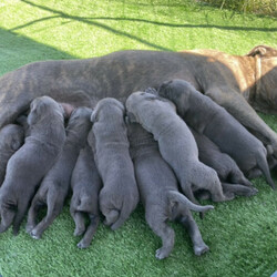 Adopt a dog:Neapolitan Mastiff puppies 9 weeks old and 2 boys and 2 girls /Neapolitan Mastiff//Younger Than Six Months,** 2 boys and 2 girls are still available**9 x beautiful Neapolitan Mastiff puppies5 boys and 4 girls.Mum is Blue Brindle and Dad is blue. Both parents a great family pets and protectors.Both parents were purchased as pure breeds but do not have pedigree papers.All puppies are Blue with minimal brindle markings.Puppies have been raised on a premium dog food and wormed every 2 weeks since birth.They come vet checked, vaccinated and microchipped.991003001343838991003001343839991003001343840991003001343841991003001343842991003001343843991003001343844991003001343845991003001343846The Neapolitan Mastiff was developed in southern Italy as a family and guard dog. Today this massive breed is known as a gentle giant.Neapolitan Mastiffs may not be the best choice for novice dog parents or apartment dwellers. Their massive size means they need space and confident training to thrive. However, if you can handle their needs and a bit of drool, you’ll find an affectionate, loyal companion who loves the whole family!While their appearance is unnerving, looks are deceiving. The Neo, as they're often nicknamed, has a reputation for being an affectionate 80kg lapdog. This is a constant guardian with an intimidating stare that they direct toward strangers, but they're far from being a fighting dog. Steady and loyal, their primary goal is to be with their people. They'll defend them with ferocity if need be, but they're typically not aggressive without reason.These little puppies will make a perfect companion for any family.Register breeder number: RPBA 1274