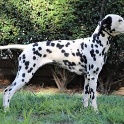 Dalmatian Puppies/Dalmatian//Younger Than Six Months,We have 4 Purebred Dalmatian female puppies available ready for their forever new homes now. BIN0001399589476We are Fully Accredited and Vet Audited Dog Breeders in accordance with the requirements in the Code of Practice for the Operation of Breeding and Rearing Businesses (Revision 1) Noosa Shire Council Registered Number AAP20/0008.Responsible Pet Breeder Australia Member 1643. Orivet Member 49141Our dogs are part of the family and we are fortunate enough to have time and space here to breed the occasional litter. The pups are played with by our grandchildren and enjoy the experience of being involved in daily life. We own both parent dogs and are here for you to meet.Both parents have had full DNA profiles completed which were conducted by our Vet through Orivet and available for viewing.Our pups come with a Breeder Declaration and Guarantee, Full Health and Hearing test completed at 6 weeks of age and Microchip.Both parents were obtained from Fully Accredited Breeders and have awesome temperaments and health, making these pups a great choice for a family dog.Girls- 2 Black Spot 2 Chocolate SpotOther pups in the litter sold to people on our waiting listWe will only sell our pups to genuine forever homes; people who can establish they understand the commitment a new dog will bring.We also offer a puppy care package, desexing voucher and ongoing support once your pup goes home. While many people may be working from home and have time now, please bear in mind a young dog of any breed requires training and long-term commitment.Pups are wormed at 2, 4, 6 and 8 wks of age.Strict Biosecurity is in place to protect our puppies and with the recent Covid situation safe distancing measures are in place here to protect us.You are welcome to call or SMS us but we will not rely on emails as we like to speak with potential new owners. Our puppies are special to us and we are careful about choosing homes for them. Once we have established suitability, we can send more pictures of individual puppies and keep you updated as they grow.While our dogs come from Pedigree Dalmatians, we will only sell our pups to families as pets, as we believe this is the best long-term life for any dog.