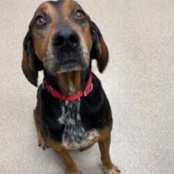 Adopt a dog:Elvis/Black and Tan Coonhound/Male/Senior,Hey everyone my name is Elvis. I'm a 7 year old black and tan coonhound. Don't let my age fool you though! I am still a very active guy! I love walks, though I will need some leash training. I like to follow my nose and sometimes forget that I'm not supposed to pull. I'd love to cuddle up with you on the couch and have a lazy day. I love everyone cats, dogs, and kids! If you'd like to make me a member of your family go to stepehenmemorial.org and fill out an application.