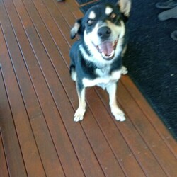 Kelpie X for rehoming/Australian Kelpie//Older Than Six Months,Our beautiful boy just wants lots of walks / runs, pats and loving attention.Has a great personality with a big smiley face.He needs to be the only dogHe is going on 4 years old has been micro chipped ,desexed , vaccinated , just had flea tick and worm for this month, vaccinated for Kennel Cough etc.Whistle trained and recalls, good on lead and/or with muzzle, command trained to sit, hi five/shake, down, wait, happy to be on a chain or caged. He is not social with other dogs he doesn't trust other dogs and could have a go at them (he has come a long way in a few months and needs more training in this area).Reason for rehoming is we have an older quiet Kelpie who doesn't play and he is making her life miserable because of his energy. He demands all the attention from humans and plays rough and occasionally snappy with her which has led to her being anxious and avoiding him.Requires a large fenced yard and ideally the ONLY pet in the household. Loves all people and just wants cuddles and pats. Mainly been an outside dog.