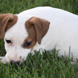 Corey/Jack Russell Terrier/Male/,How can you say no to this baby face? Corey is just as silly as they come. He is always trying to catch your eye with his puppy tricks. He will surely be the talk of your town, and he is just waiting for that perfect family to call his own. Corey will come home to you up to date on his puppy vaccinations and vet checks. Don't let this baby boy pass you by. He will be that perfect, fun-loving addition that you have been looking for.