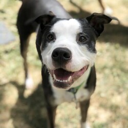 Adopt a dog:Loki fka Oliver/Boxer/Male/Baby,Hi, My name is Loki! 
I'm a 2 1/2 yo boxer mix, who is looking for a forever family. I am house trained, know lots of commands and tricks, and love to play! Other dogs are okay with a proper introduction, but I am a little protective of my toys, so may do best as an only dog in the home. Some of my favorite things are: being around my people, going for walks, playing outside in the yard, and taking car rides. I do alright with kids and new people, as long as they respect my space and take things slow at first. Positive reinforcement, patience, and love will go a long way with me. One interesting fact is I occasionally have seizures, usually brought on by stress, so a quieter home would be best. 
If you are interested in being my forever friend, please apply at: AHeinz57.com