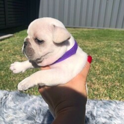 Adopt a dog:French bulldog puppies/French Bulldog//Younger Than Six Months,Introducing our beautiful litter of 7 purebred french bulldogs. 4 girls and 3 boys. Raised in a family environment with kids. Will be ready to go at 8 weeks on the 6th of May. Will be vaccinated, wormed every 2 weeks, and vet checked. Creams, blue fawns and one red fawn. Will come with Limited Pedigree papers with MDBA, Mains will be considered upon discussion. For more photos send me a message. Thank