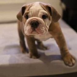 Adopt a dog:British Bulldogs/British Bulldog//Younger Than Six Months,Available Now Shelbys kennels have 1 beautiful Female & 4 beautiful male British bulldog puppies looking for there forever homePuppies have been microchipped , vaccinated, vet checked and wormed from 2,4,6 and 8 weeks of ageParents have clear DNA and puppies are all DNA clear alsoPuppies come with limited papers with mdba - mains can be negotiatedFemale is $10000 mainsPlease call or text for enquires******6130 REVEAL_DETAILS Shelbys kennels Australia MDBA no 13267