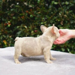 Adopt a dog:French Bulldog Lilac fawn Merle carrying Tan/French Bulldog//Younger Than Six Months,Looking for her forever home1 x Lilac fawn Merle carrying tan female French BulldogsCurrently 8 weeks oldPrice $15,990She will be sold on mains registered pedigree papers with MDBAShe will be a great asset to a breeding program put with the right male she can produce Lilac and Tan and Lilac and Tan MerleLocated in Sydney/Central Coast NSW*We can Transport