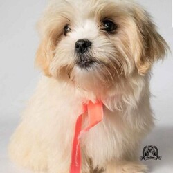 Adopt a dog:Maltese x shihtzu/Maltese//Younger Than Six Months,Registered with Dog Breeders Qld 4100235537 exp 12/2021QLD BIN 0001059673031Puppies 8 weeks old femaleFull vet health check completedfirst vaccinationmicrochippedworm treatments completed12 week old red and white male2 vaccinationsfull vet health checkmicrochippedthis beautiful little girl and boy are ready for their forever homes now.able to arrange transport at buyers expense Melbourne $280 Sydney $260