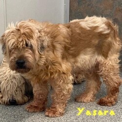 Adopt a dog:Yasara/Wheaten Terrier/Female/Senior,Yasara is a 9 year old Wheaton Terrier who was a breeder release. She is not socialized and would be what is considered a project dog, she will take lots of time and patience to come out of her shell. We currently can barely touch them if at all, she has had no training house or obedience and does not know what a leash or a collar even are. She would require a home with no kids and a fenced in yard, another confident dog in the home would be great for her to learn how to be a dog.