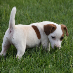 Corey/Jack Russell Terrier/Male/,How can you say no to this baby face? Corey is just as silly as they come. He is always trying to catch your eye with his puppy tricks. He will surely be the talk of your town, and he is just waiting for that perfect family to call his own. Corey will come home to you up to date on his puppy vaccinations and vet checks. Don't let this baby boy pass you by. He will be that perfect, fun-loving addition that you have been looking for.