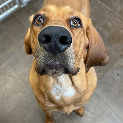 Adopt a dog:Maya/Bloodhound/Female/Young,- Energetic girl who loves going on walks and running around with toys 

- Knows sit and is happy to show you for treats 

- May take her a minute to get used to new dogs but she has played well with other dogs in the past 

- May do best in a home with no cats 

- Has a history of not wanting to be disturbed while enjoying special chews, food and any other items she values that are in her possession; looking for a family who understands and is willing to work with her on that 

- Needs an adults-only home right now 

- Adopters will meet with a member of our behavior team before taking her home to discuss her history and how to set her up for success 

The ARL's shelter software requires that we choose a primary breed for our dogs. Visual breed identification in dogs is unreliable, so for most dogs we are only guessing at primary breed. We get to know each dog as an individual and do our best to describe each of our dogs based on personality, not breed label.
 Primary Color: Red Weight: 77.3lbs Age: 1yrs 0mths 2wks Animal has been Spayed