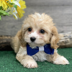 Carl/Cavapoo/Male/,Your search has ended. Meet Carl! He is the true definition of man's best friend. Carl loves to play and is ready at any moment to play with you or his toys. He will come home to you up to date on vaccinations and vet checked from head to tail! Carl has a very loving disposition and is looking for the perfect family to share that with. Could it be your family? He sure hopes so!