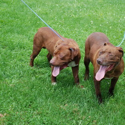 Adopt a dog:Zeus/Pit Bull Terrier/Male/Adult,For more information call Don @ 515.293.2026