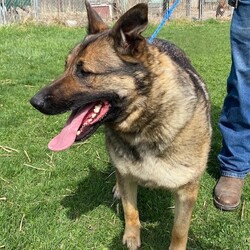 Adopt a dog:Buffy/German Shepherd Dog/Female/Adult,This gal is waiting her forever home. She has some energy and very trainable. Call Don at 515-293-2026.