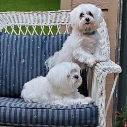 Adopt a dog:me/Maltese/Male/Adult,Meet Ren and Phinney, two bonded Maltese brothers! Ren is 8 years old and weighs 7 lbs. Phinney is 6 years old and weighs 9 lbs. They originally came from the same breeder and have been together for 5 years. They are definitely bonded and enjoy each other's company! Phinney loves laying on your lap, running and playing with small toys, and always wants to know where his people are! Ren is a little less active, loves to sleep next to his brother but will get the sillies sometimes and rub his head on your legs! They are potty trained but have regressed some since coming into foster care. A little training and they'll know what to do. This breed requires grooming and gentle, loving care. They lived with 3 cats in their previous home without issue. They do fine with the kids (age 10+) in their foster home and with a good introduction may be okay with younger children too.

Ren & Phinney's adoption fee is $250 each which includes neuter, age-appropriate vaccines/tests, and microchip.

If you would like to meet Ren and Phinney, please complete an online application that can be found at: http://hopeanimalrescueofiowa.org/forms/196/dog-applicatio