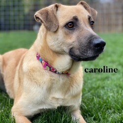 Adopt a dog:Caroline/German Shepherd Dog/Female/Adult,Caroline is a very sweet gal, she came to Iowa with her 8 puppies. Caroline can be shy at times but she shows her spunky playful side when she gets to know you! She is looking for a family to help build her confidence up and give her lots of love. Her estimated date of birth is 02/01/2019 and is a German Shepard mix. If you're interested in meeting Caroline and adding her to your family please fill out an application at https://rescuerehabrehome.org/adoption-applicationRescue Rehab Rehome does not adopt animals outside the state of Iowa. We do not adopt puppies to adopters living more than a 45 minute drive from the Des Moines metropolitan area. We are not able to respond to questions about an animal unless we have received an application.