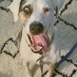 Adopt a dog:Blue/Catahoula Leopard Dog/Male/Adult,Meet Blue! It's no wonder where he got his name, from his beautiful blue eyes! Blue is a 3 yo catahoula mix, who loves to relax with his people or go for walks. He will need a patient home that will work with him, as he is hearing impaired and still learning hand signals. He is very smart, and so far knows sit, down and come, with hand signals and treats - he just wants to learn more! A secure, tall fence would be needed for his safety. Cats scare him, and he sees them as something to chase - so they're a no go. He does amazing with kids, and seems to love all people. Having another dog his energy level would be ideal, as he does like to run and play, but bigger dogs make him nervous. He'd love a family who will exercise and work with his disability, and allow him to cuddle with them on the couch. 
If you are interested in Blue, please apply at: AHeinz57.com
