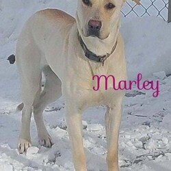Adopt a dog:Marley/Labrador Retriever/Female/Young,Marley is a shy and timid girl but will warm up to you and be your best friend. She would best be the only dog in the family. Loves to go on walks and explore.