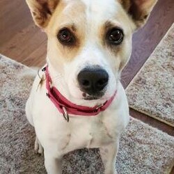 Adopt a dog:Chrissy Sissy/Terrier/Female/Adult,Hi y'all! Chrissy Sissy here! I'm pawsitive you need a loyal and affectionate 38# snuggle bug of a 