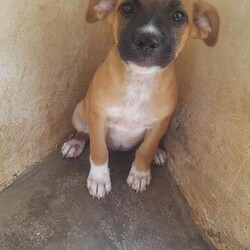 Sirena/Affenpinscher/Female/Adult Adopt a dog:Sirena/Affenpinscher/Female/Adult,
