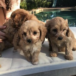 Adopt a dog:Cavoodle Puppies first gender/Other//Younger Than Six Months,We have 6 beautiful Cavoodles for sale ready to go to their beautiful new homes on the 24 -7-21Five boys and one girl are availableBoth pairs are at the premises for viewingthey are beautiful friendly dogs who have been brought up around children both parents are DNA clearedpuppies are very active loving and loves humanAttentionPuppies have had a full veterinary HealthCheck microchips vaccination and wormed every two weeks from birthRegistered breeder with AAPDB 17182Any questions call or text Jason on ******** 924 REVEAL_DETAILS 