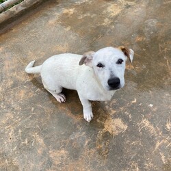 Lupin/Affenpinscher/Male/Young Adopt a dog:Lupin/Affenpinscher/Male/Young,