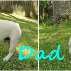 Adopt a dog:Cream French bulldog (DROP TO SELL)/French Bulldog//Younger Than Six Months,DROP TO SELL,PRICE IS FIRM,READY TO GO NOW