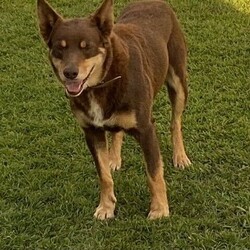 Purebred red and tan kelpies///Younger Than Six Months,Red and Tan kelpies available2 red and tan males1 red and tan femalePuppies will be vet check and vaccinated at 6 weeks. They have also been wormed every 2 weeks. They will be able to go to there new homes from the 28 of July.The mother is a registered Qld working kelpie that works cattle. The father Is a red and tan kelpie with no papers . He is not a working dog but is a nice natured dog and good around kids.For more information please message ******0102 REVEAL_DETAILS BIN0009742483988