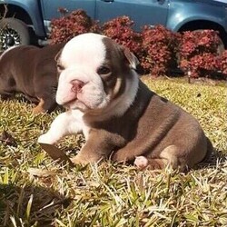 British bulldog pups/British Bulldog//Younger Than Six Months,Mystique Bulldogs have 1 Male Chocolate British bulldog Puppy available that are looking for his forever home