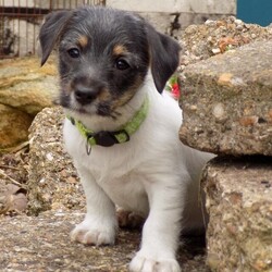 Adopt a dog:No Time Wasters/Jack Russell/Male/2 months,Reduced due to time wasters

LONG HAIRED/SCRUFFY Tiny Jack Russell’s !!
VACCINATED, MICROCHIPPED, FLEAD & WORMED !!!!
Mum and Dad are short legged Jacks and are well loved family pets. Both Mum and Dad can be seen. These are GENUINE Jack Russell's, and are is not liable to grow much bigger than their parents. They are well socialised and very confident Jack Russell's. He is 10weeks old now ready for his new and loving home! You will be provided with the things that will make the settling into a new home quicker and easier for both you and your new puppy (e.g. Handmade Blanket & Tug Rope, Ball, Bowl and Food).
Our Jack Russell's are Long/Scruffy Hair and will require some Grooming !
We are also available for life-time backup and advice.
Can be seen anytime, contact us to arrange meeting your new family member !!!
Mum & Dad can be seen !
Deposit will be required once viewing has taken place and choice of pup has been made !
We have a socially distance area for you to sit and view the pups !