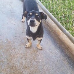 Wallie/Affenpinscher/Male/Adult Adopt a dog:Wallie/Affenpinscher/Male/Adult,