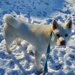 Adopt a dog:Legend/Akita/Male/Adult,Legend loves to play with other dogs. He can be a lot of puppy so submissive dog friends preferred. Likes to leash walk or take runs with his person. Loves to stand up and give hugs. Doing great with potty training in foster home. 

Will need room and time to exercise and play.