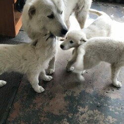 Adopt a dog:Maremma (Livestock Guardian)/Maremma Sheepdog//Younger Than Six Months,3 females leftRoise, Daisy and PoppyRPBA 6846BIN0004216939133Pick up only from property Palmwoods