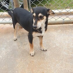Olive/Affenpinscher/Female/Adult Adopt a dog:Olive/Affenpinscher/Female/Adult,