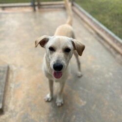 Crusty/Affenpinscher/Male/Adult Adopt a dog:Crusty/Affenpinscher/Male/Adult,