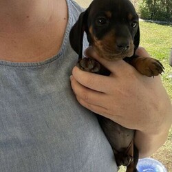 Adopt a dog:Miniature Dachshund Puppies/Dachshund//Younger Than Six Months,1 x Black and Tan female1x Black and Tan male1 x Silver Dapple maleMum is:Silver Dapple short hairDad is: Black and Tan long hairPuppies available to be collected for their new homes as of 05/09/2021 at 8 weeks of age.Puppies have all been vet checked, microchipped and have received their first vaccinations. Puppies are currently up to date with worming also.RPBA: 2552