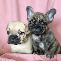 Purebred French bulldogs/French Bulldog//Younger Than Six Months,I have 2 gorgeous boys looking for their new home in 2 weeks time, One fawn and one reverse brindle they have been raised in our home with our family and are wormed every 2 weeks, microchipped, vaccinated and are very healthy boys with nice open airways.Our puppies go to their new homes with all vet work, a puppy pack to help them settle and are registered as pets with the Mdba .If you would like any more info on our babies feel free to get in touch, our puppies are available to view and we can also freight Australia wide at buyers expense.We are registered breeders with MDBAOur member number is 20179
