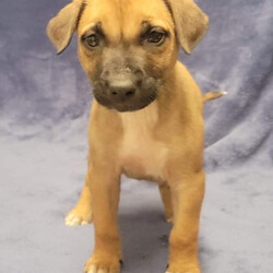 Adopt a dog:CABEZA/Hound/Female/Baby,CABEZA: 8 weeks, 6lbs, Hound Mix, Spayed female, Estimated to Be about 50lbs Full Grown 

Please Note: We can not guarantee breed mix nor full grown size. Both are educated guesses.

Home Recommendation: A high active household that is ready to take on the joys (and lots of hard work) of raising a puppy. They are working breed puppies so they are wicked smart and will need lots of stimulation and exercise as they grow into young adults. This breed mix requires an owner with some working breed primary dog ownership. Sorry to disappoint but if your dog experience stops at 