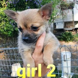 Pomeranian puppies x chihuahua/Pomeranian//Younger Than Six Months,4 beautiful puppies ready to go to their forever home . They all come with vet checked, microchip and first vaccination.BIN 0007753751724PRBA 7923